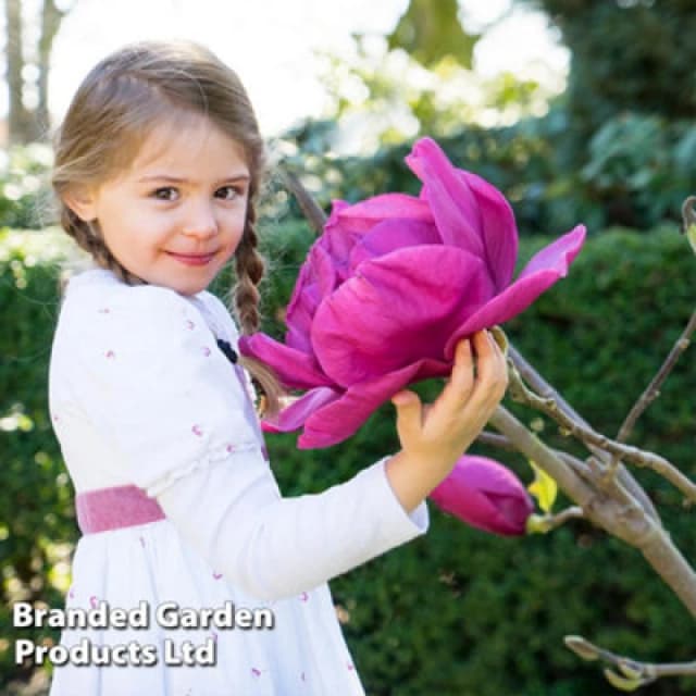 Thompson & Morgan Magnolia Meganolia 3 Litre Potted Plant X 1