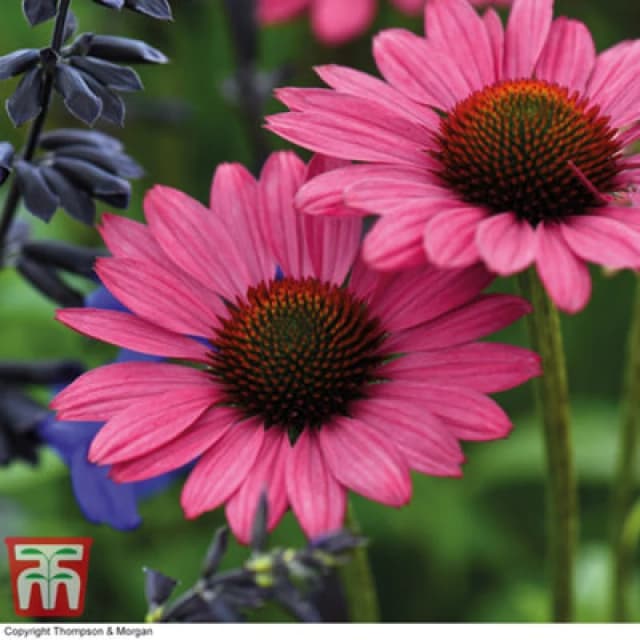 Thompson & Morgan Echinacea (Cone Flower) Purpurea Magnus 9Cm Potted Plant X 1