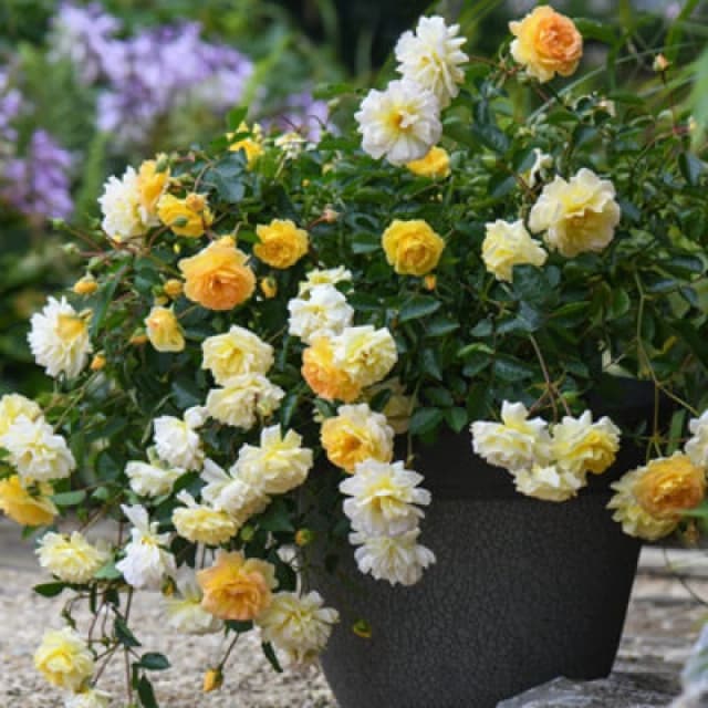 Thompson & Morgan Rose Scentifall Lemon 9Cm Potted Plant X 2