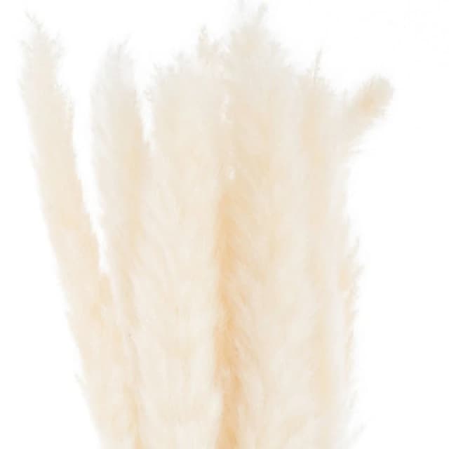 Hill Interiors Mini White Pampas Grass Bunch Of 15