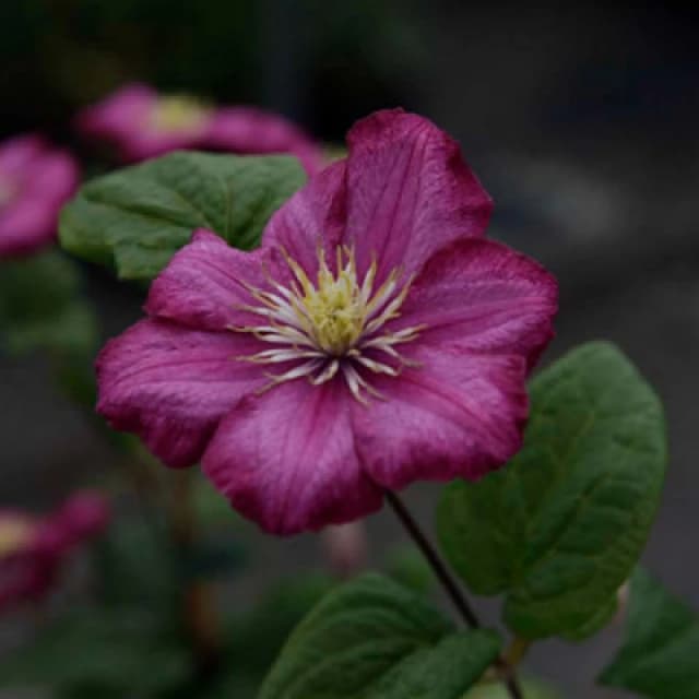 Clematis Ville De Lyon Large Flowered Climbing Plant Summer To Autumn 1 X 7Cmpot By Thompson & Morgan
