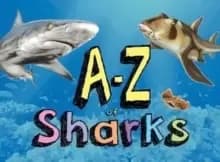 A-Z of Sharks : The alphabet of the shark world, from Angel Shark to Zebra Shark