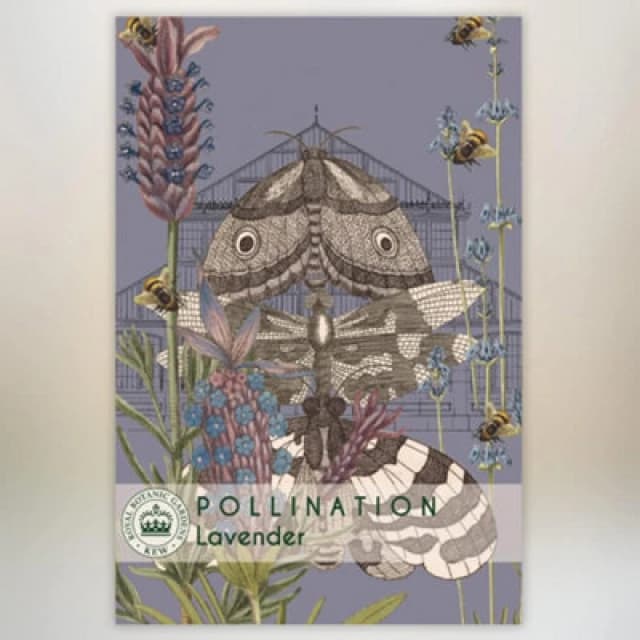 Thompson & Morgan Lavender Promo New Kew Range 1 Packet (110 Seeds)