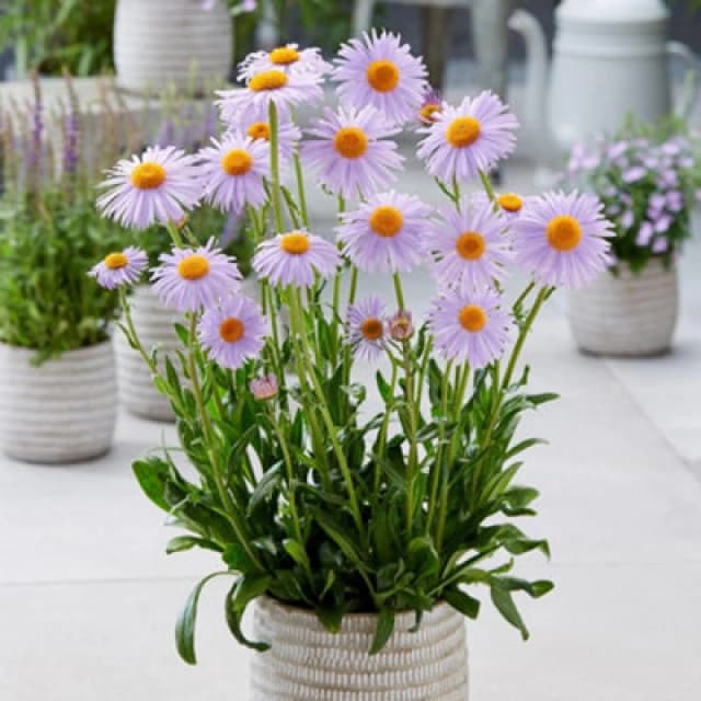 Thompson & Morgan Aster Berggarten 1 Litre Potted Plant X 2