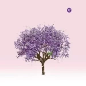 Tomorrow Morning by Eels CD Album