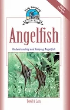 angelfish understanding and keeping angelfish