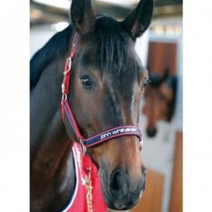 John Whitaker Padded Head Collar - Red/Navy