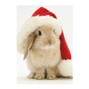 Santa Bunny Holiday Half Notecard