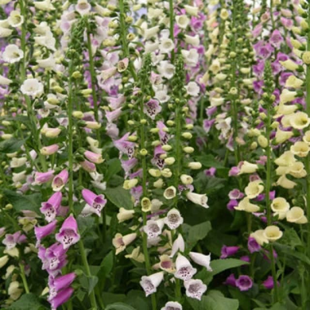 Thompson & Morgan Foxglove Foxy 1 Packet (1500 Seeds)