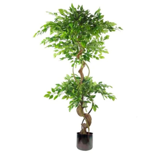 Leaf 150cm Twisted Trunk Artificial Japanese Fruticosa Ficus Tree Rainbow Planter
