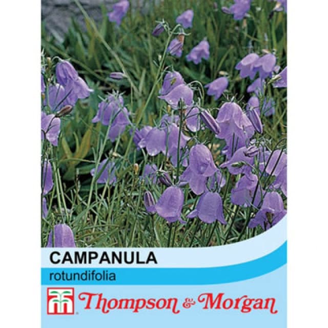 Thompson & Morgan Wildflower Harebell (Campanula Rotundifolia) 1 Seed Packet (1000 Seeds)
