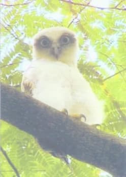 Strange Attractor by Mark Pilkington Paperback