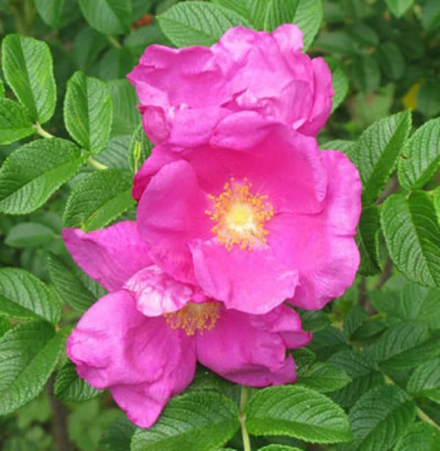 Inspirational Gifting 1-2ft Hedging Rose (Rosa Rugosa) Bare Root Hedging Plants Tree Sapling - Pack Of 10
