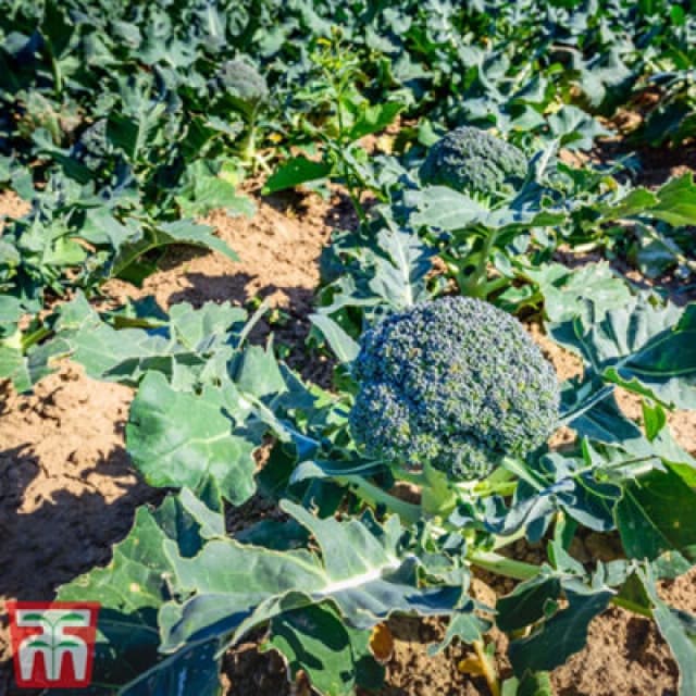 Thompson & Morgan Broccoli Blue Finn F1 1 Seed Packet (20 Seeds)