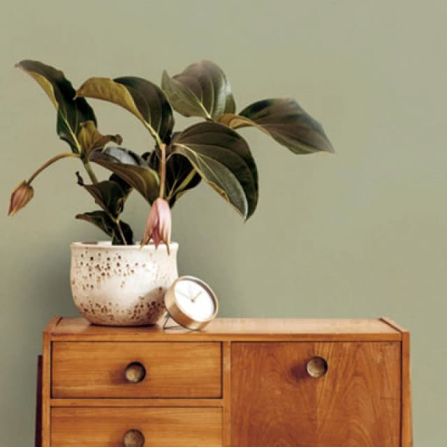 Superfresco Easy Superfresco Easy Amour Sage Texture Wallpaper in Green Size: 10000mm_x_520mm Green 10000mm_x_520mm Unisex 5011583652635