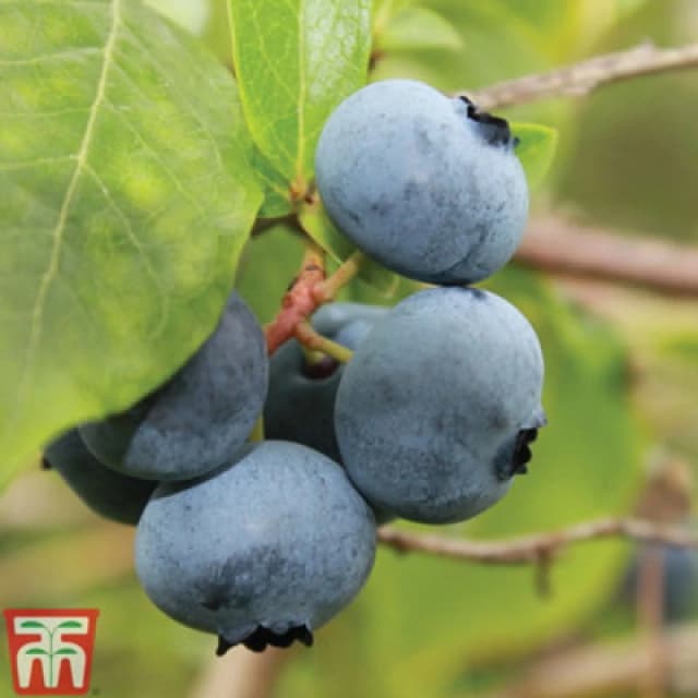 Thompson & Morgan Grow Your Own Fruit Blueberry (Vaccinium) Bare Rootigitta 2.5-3L Pot X 1
