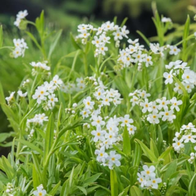 Thompson & Morgan Myosotis Palustris Alba 9Cm Potted Plant X 1