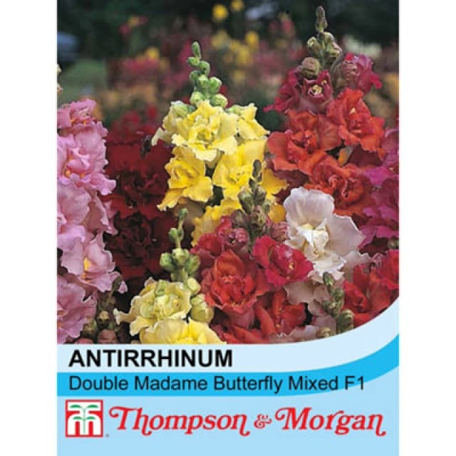 Thompson & Morgan Antirrhinum Double Madame Butterfly Mixed F1 Hybrid 1 Packet (60 Seeds)