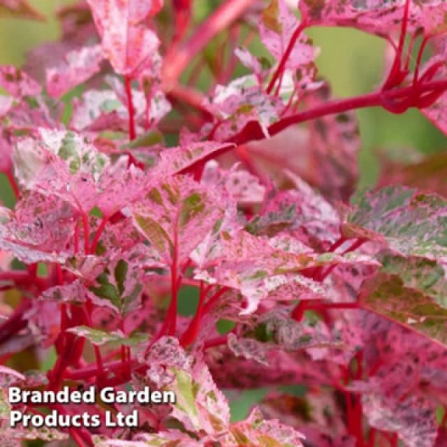 Thompson & Morgan Acer Conspicuum Red Flamingo 3 Litre Potted Plant X 1