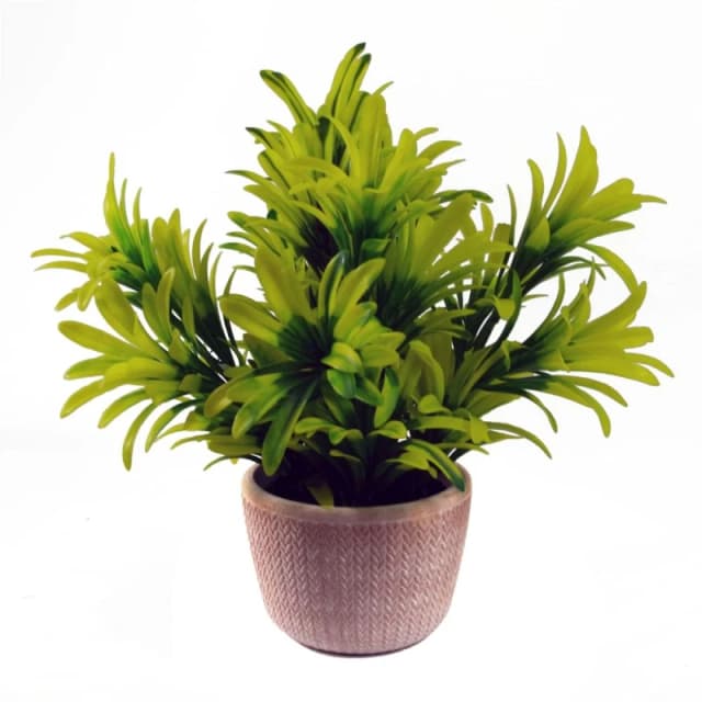 Leaf 22cm Foliage Honey Plant Light Green in Terracotta Pot Yellow unisex
