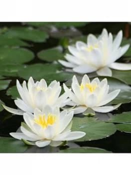 Water Lily Planting Kit White