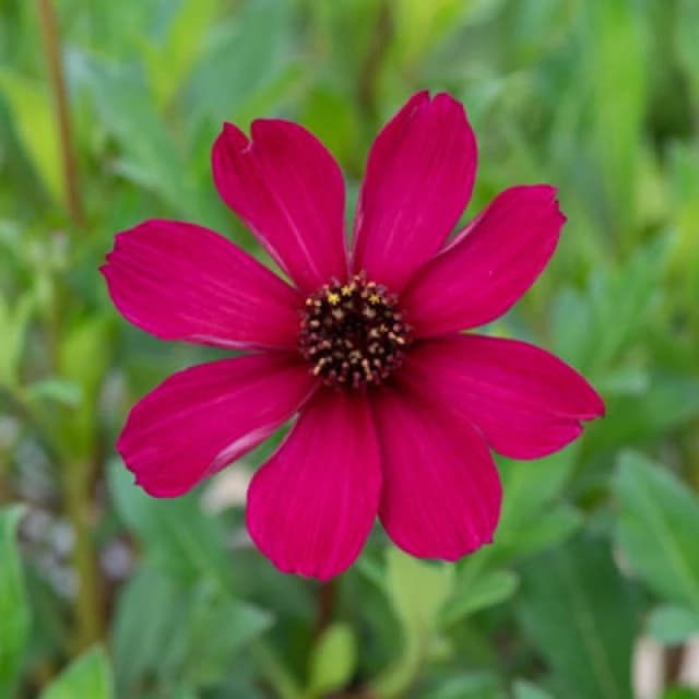 Thompson & Morgan Cosmos Atrosanguineus Cherry Chocolate 2 Litre Potted Plant X 1