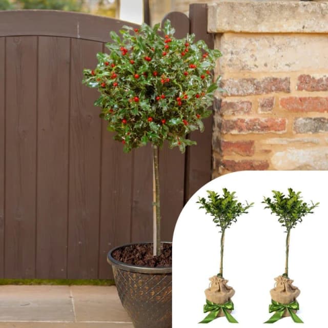 YouGarden Pair of Holly Standards with Hessian Wrapped Pots Green unisex 80cm App