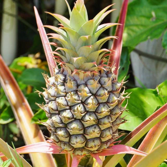 Yougarden Edible Indoor Pineapple Houseplant In 12Cm Pot, Already In Fruit, Indoor Plants, Grow Your Own Real Pineapple Plant At H