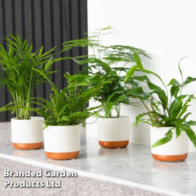 Thompson & Morgan Houseplant Houseplant Green Mix 6Cm Potted Plant X 3