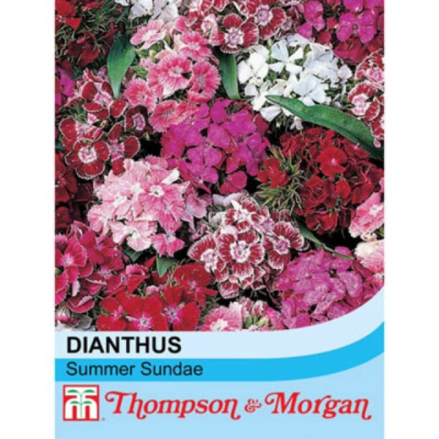 Thompson & Morgan Dianthus Summer Sundae 1 Seed Packet (30 Seeds)