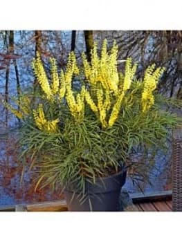 Mahonia Eurybracteata 'Soft Caress' 19Cm Pot