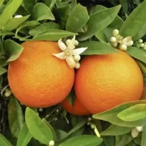 YouGarden Large Orange Tree in 6.5L Pot