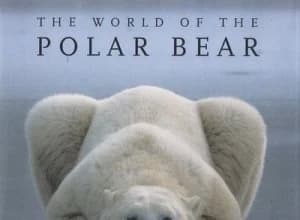 The World of the Polar Bear by Norbert Rosing Hardback