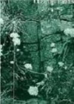 Selected Poems 1965-1993 by Clive Wilmer Book