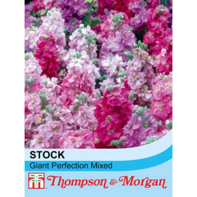 Thompson & Morgan Stocks Giant Perfection Mixed 1 Seed Packet (125 Seeds)