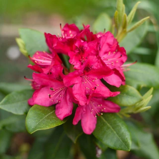 YouGarden Rhododendron Hybrid- Red Multi unisex 15cm pot
