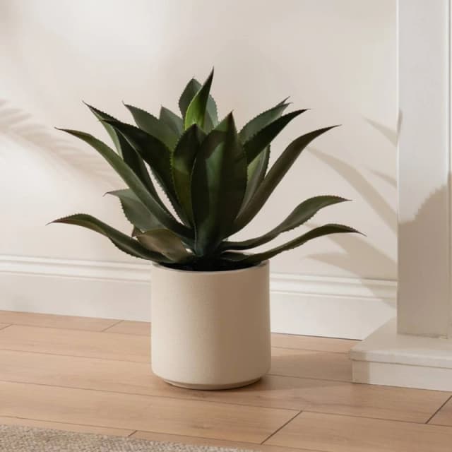 Scottish Everlastings Ltd 57cm Oversized Agave in Green Green Unisex