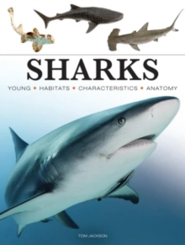 Sharks & Underwater Predators Paperback / softback