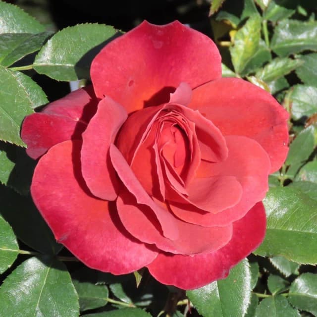 YouGarden Rose Hot Chocolate (4L Pot) Roses 4L Pot Red 39266408000