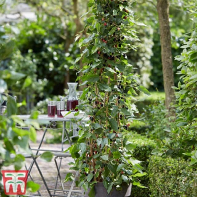 Thompson & Morgan Fruit Mulberry (Morus) Charlotte Russe 7Cm Potted Plant X 1