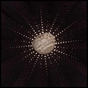 Nat Baldwin - In The Hollows Vinyl