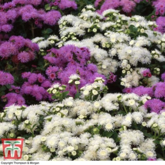 Thompson & Morgan Ageratum Dwarf Ball Mixed 1 Seed Packet (950 Seeds)