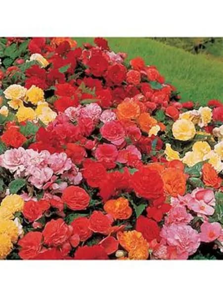 YouGarden Belgian Upright Giant Begonia - 10 tubers - Size 10 tubers