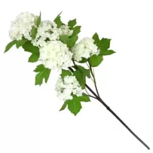 Viburnum White