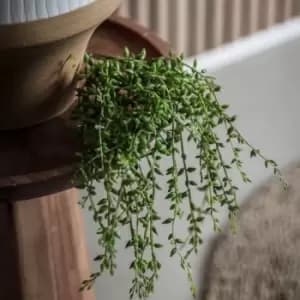 Crossland Grove Senecio Vine Stem (3Pk) 400Mm