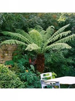 Hardy Tree Fern - 2ft Log