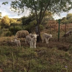 Josephine Foster – No Harm Done Vinyl