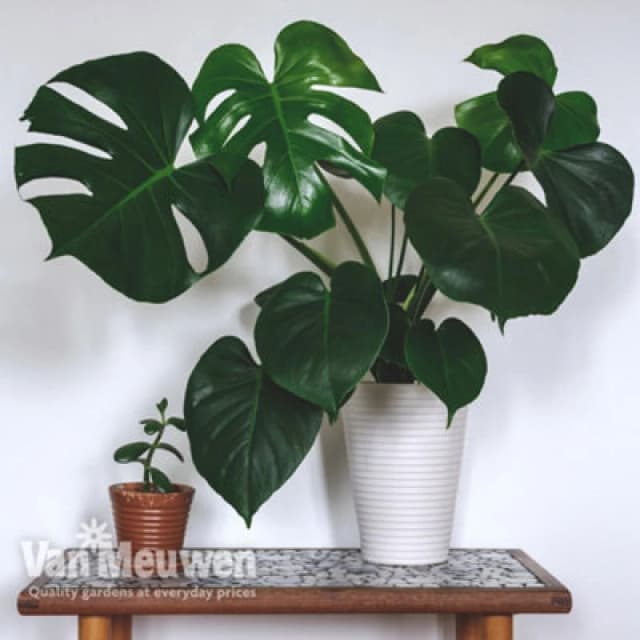 Thompson & Morgan Monstera Deliciosa (Swiss Cheese Plant) 11Cm Pot X 1