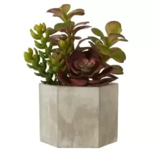 Interiors By Premier Mixed Succulent Ceramic Pot - Grey