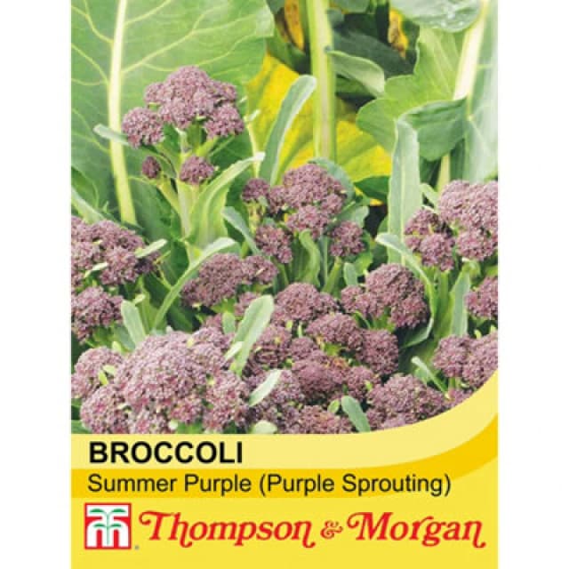 Thompson & Morgan Broccoli Sprouting Summer Purple 1 Seed Packet (100 Seeds)